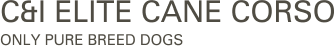C&I Elite Cane Corso